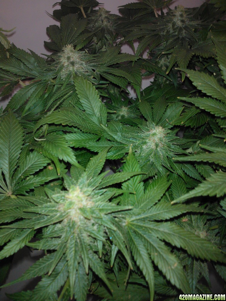 g13haze ktrain coco