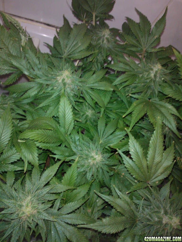 g13haze ktrain coco