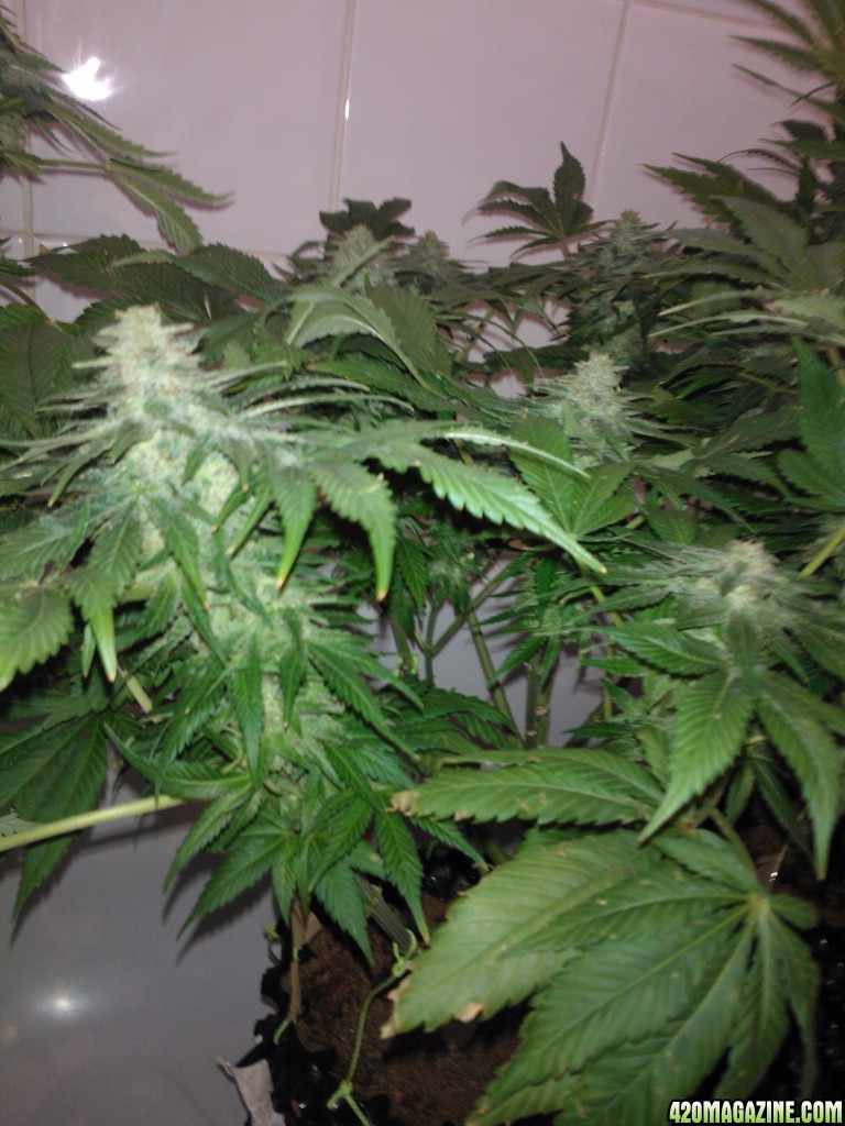 g13haze ktrain coco