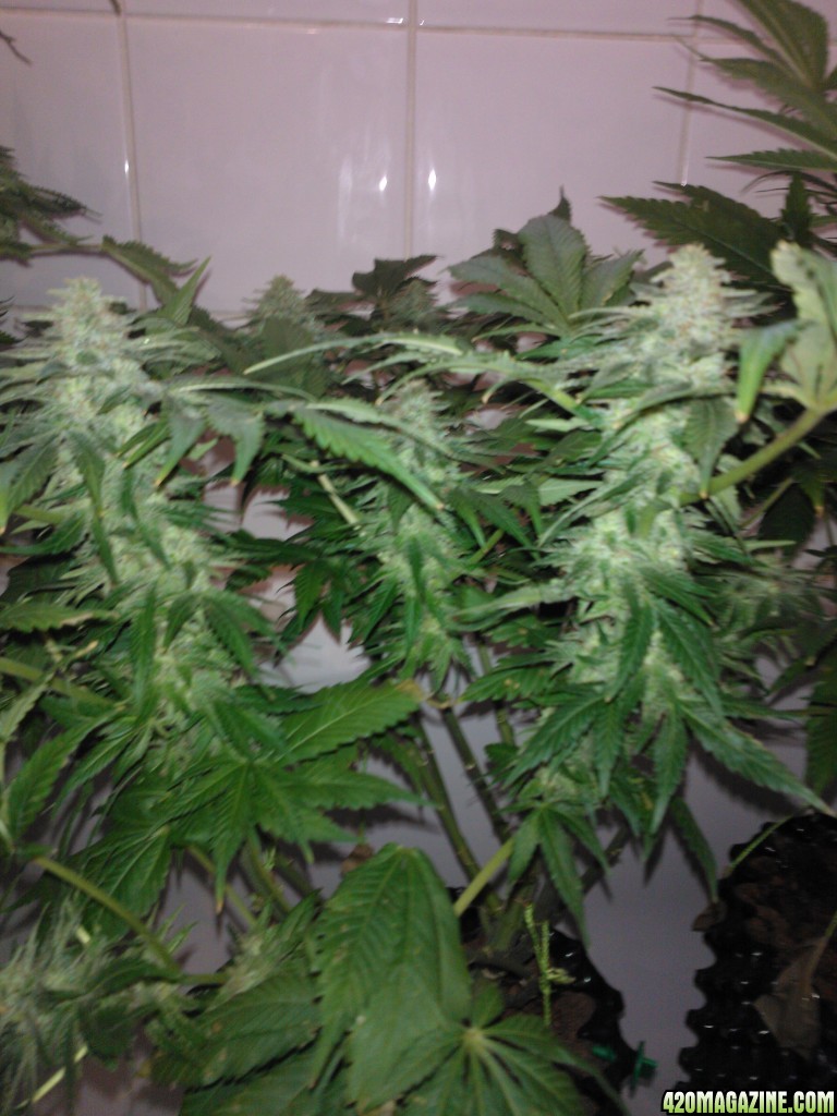 g13haze ktrain coco