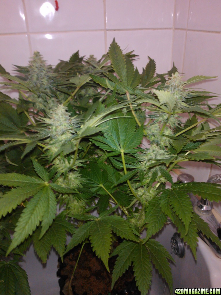 g13haze ktrain coco