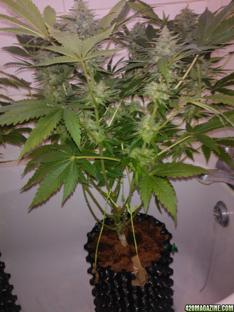 g13haze ktrain coco