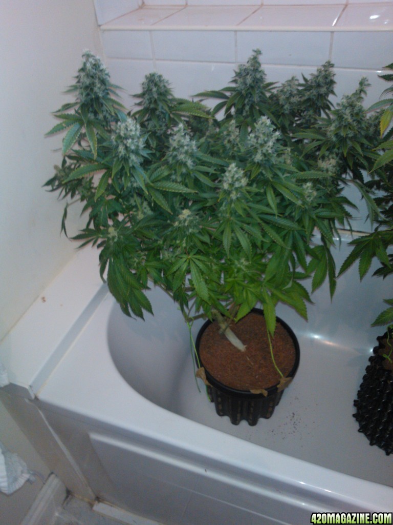 g13haze ktrain coco