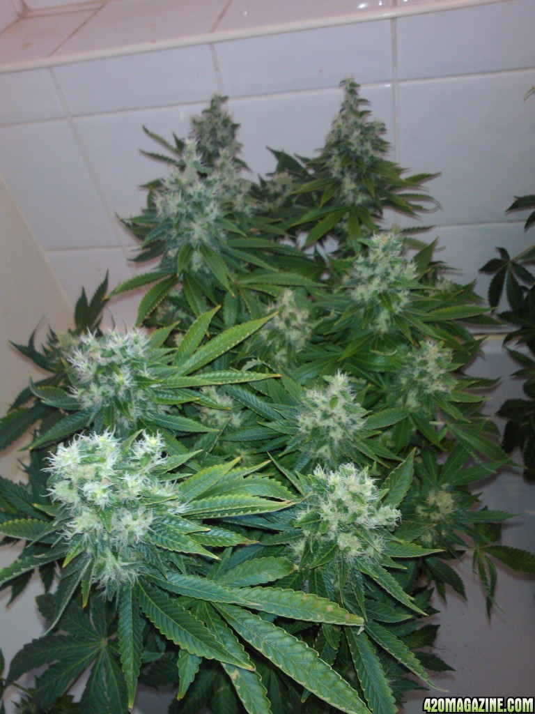 g13haze ktrain coco