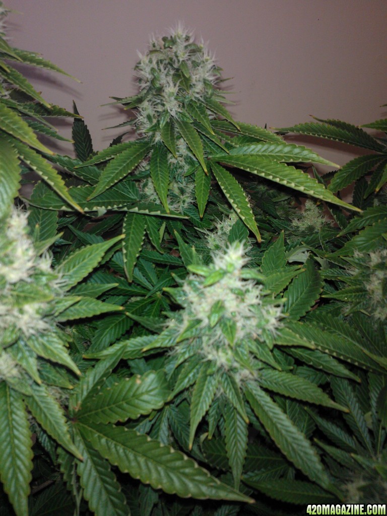 g13haze ktrain coco