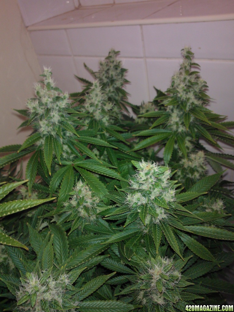 g13haze ktrain coco