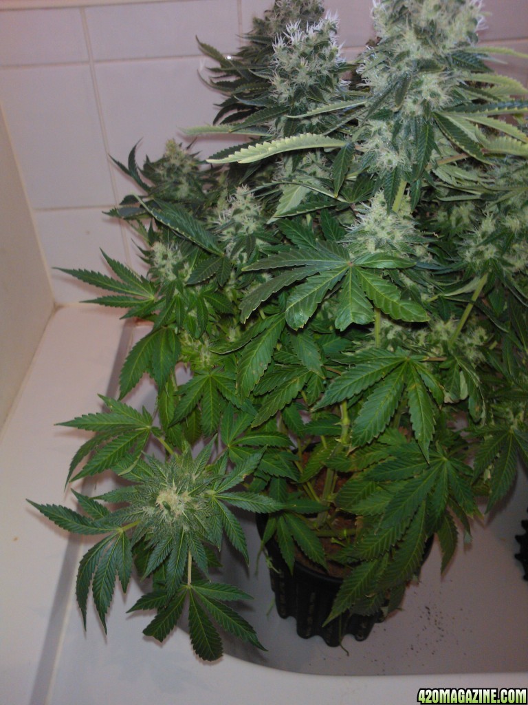 g13haze ktrain coco