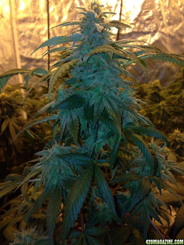 G13xWW Day 45