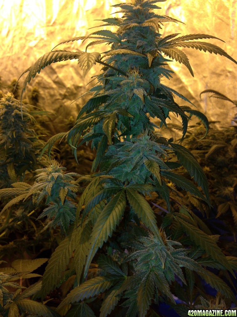 G13xWW Day 45