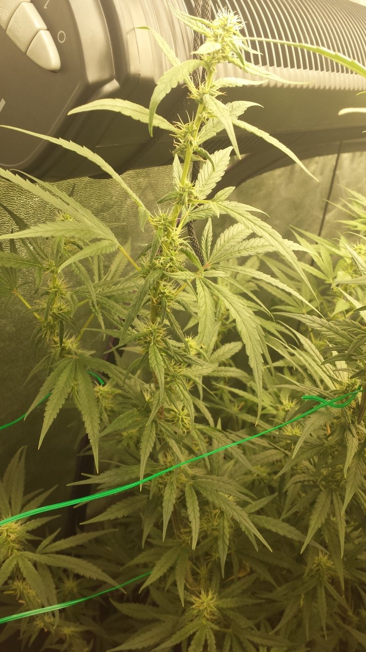 G3 F-Day 41