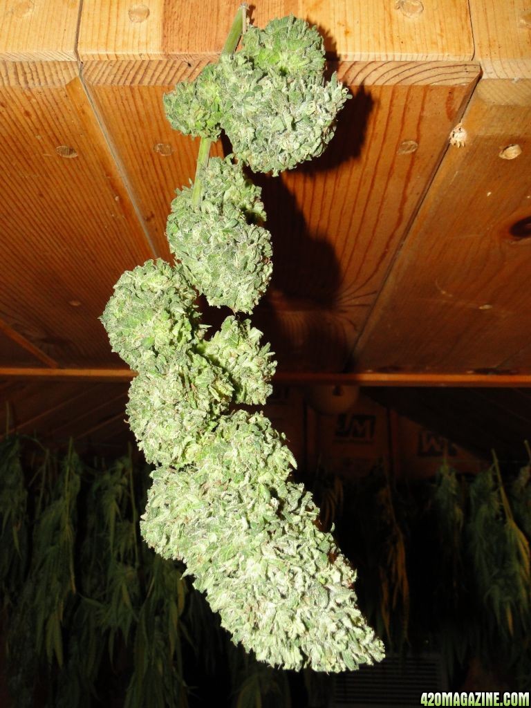 G_D_P_x_AK-47_Flower_in_Drying