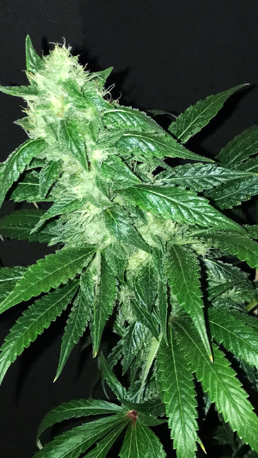 GA bud 5-12-22 F46.JPG