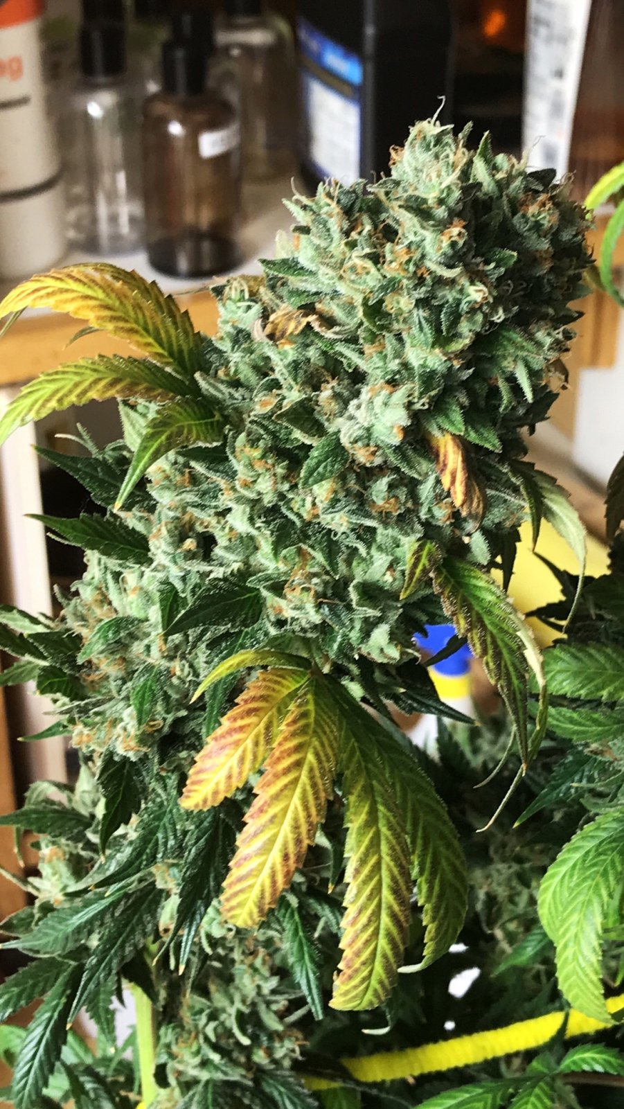 GA cl bud 7-5-22 F66.JPG