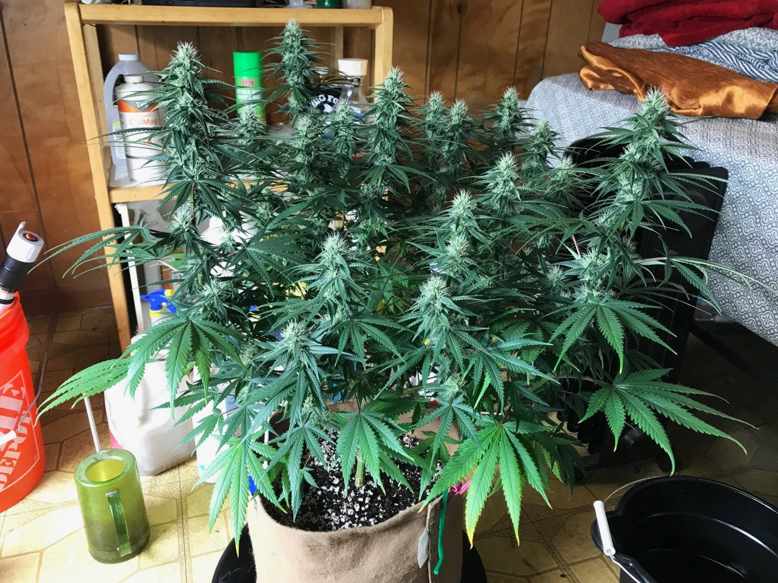 GA clone 5-31-22 F31.jpg