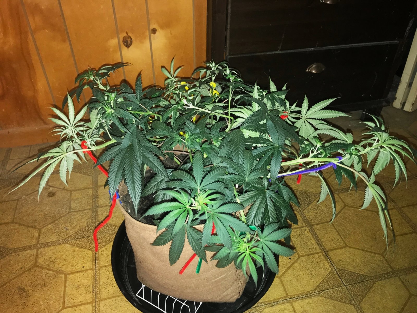 GA clone 5-7-22 F7.jpg