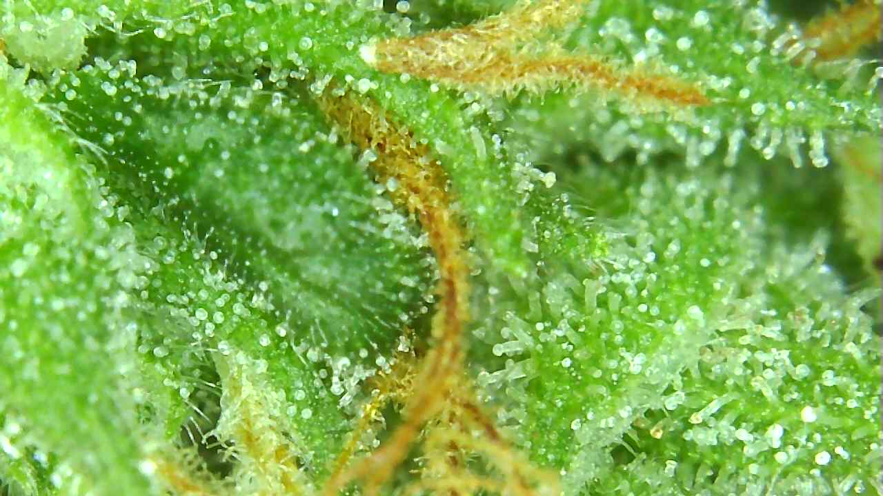 GA trich F59.jpg