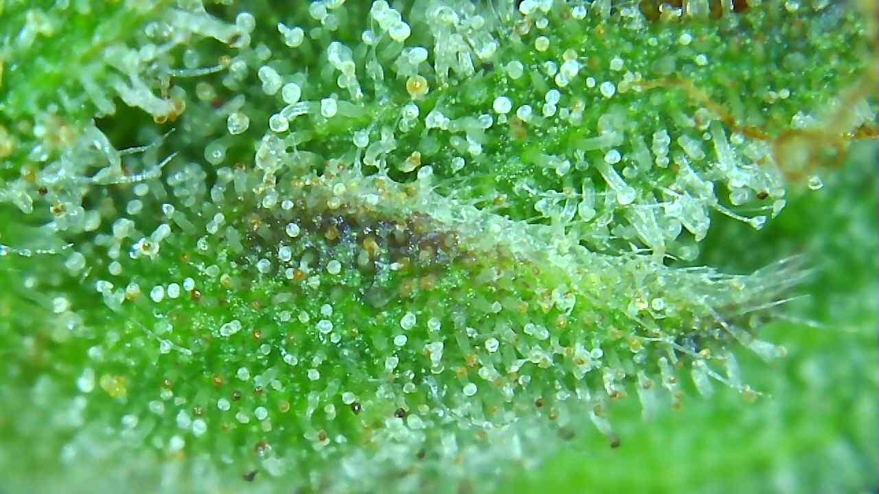 GA trich II 6-13-22 F80.jpg