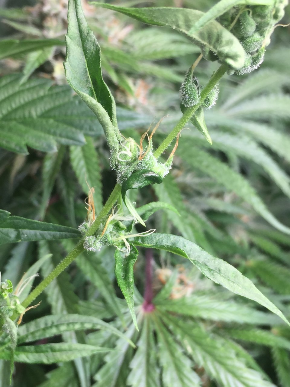 GA3 trial in flower 2