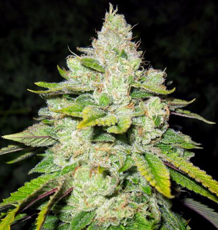 Gage Green Group - rare cannabisseeds on auction