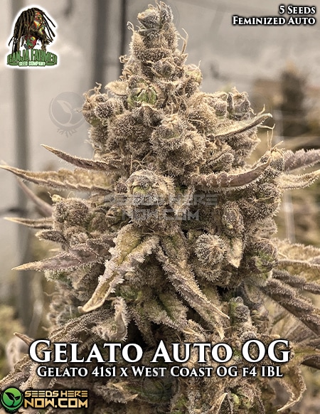 ganja-farmer-gelato-auto-og-fem.jpg