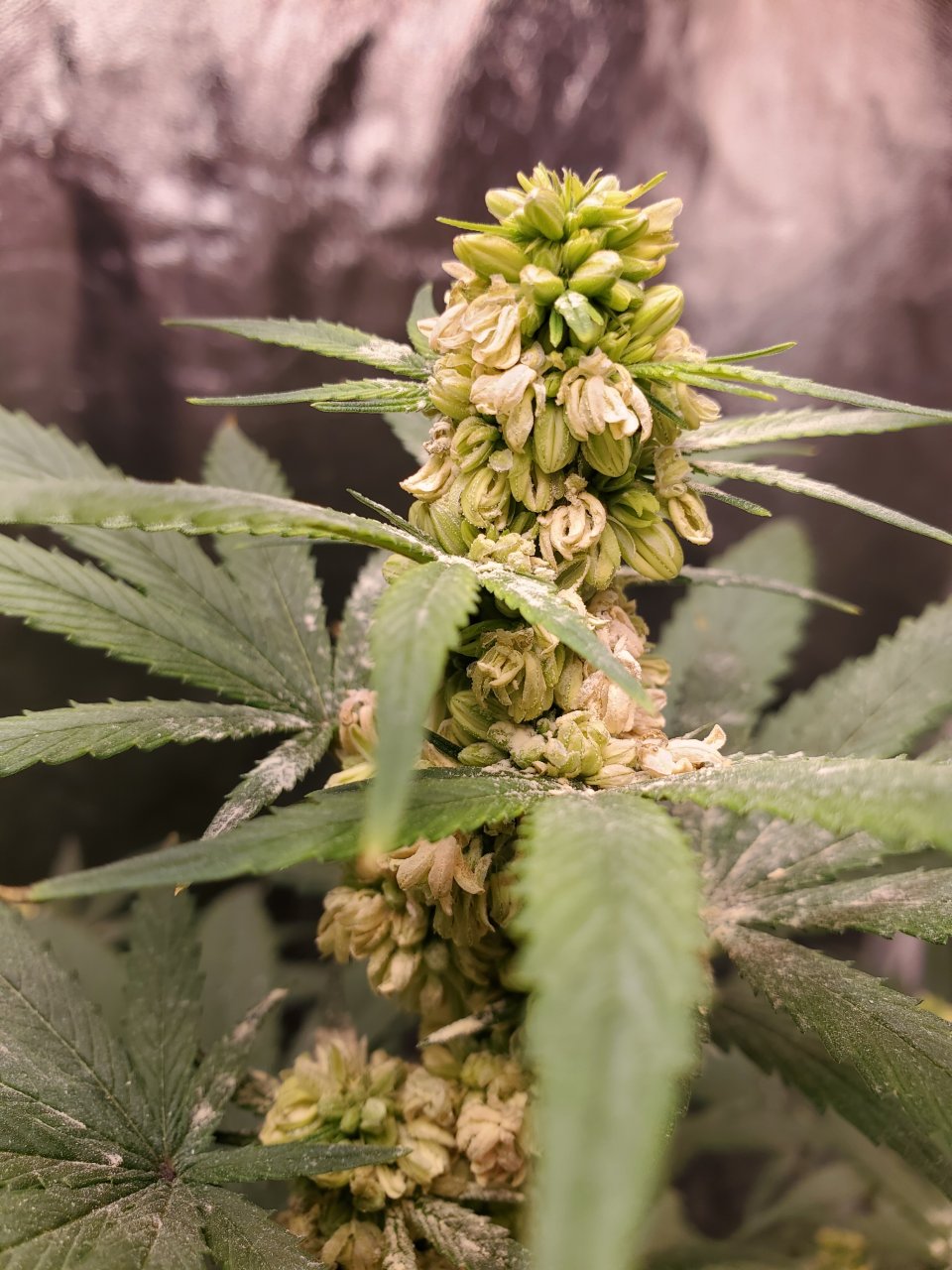 Ganja male flower head.jpg