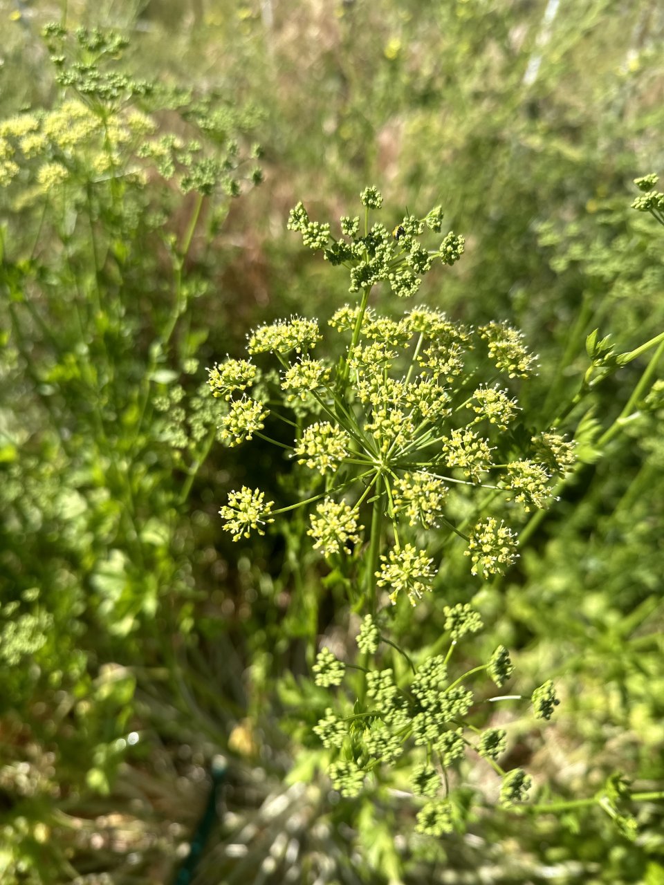 Garden A bed 4