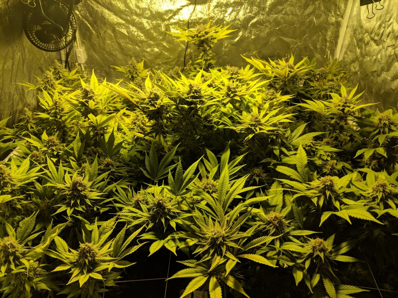 Garden day 54