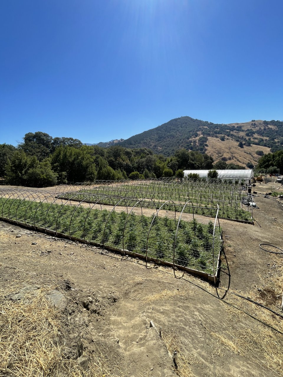 Garden overview