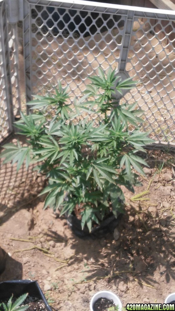 #GardenOfHizzle(OUTDOOR)