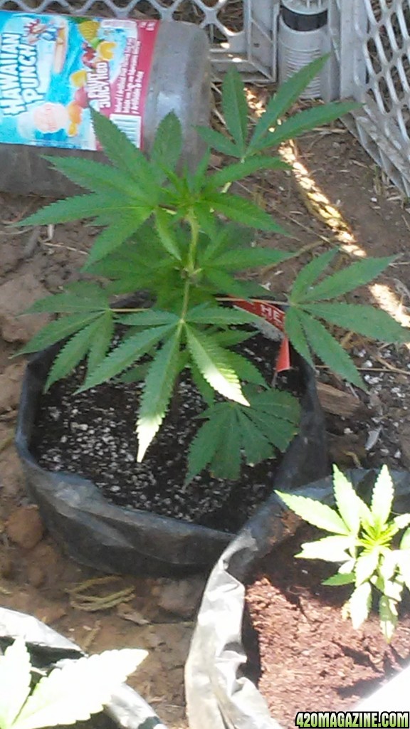 #GardenOfHizzle(OUTDOOR)