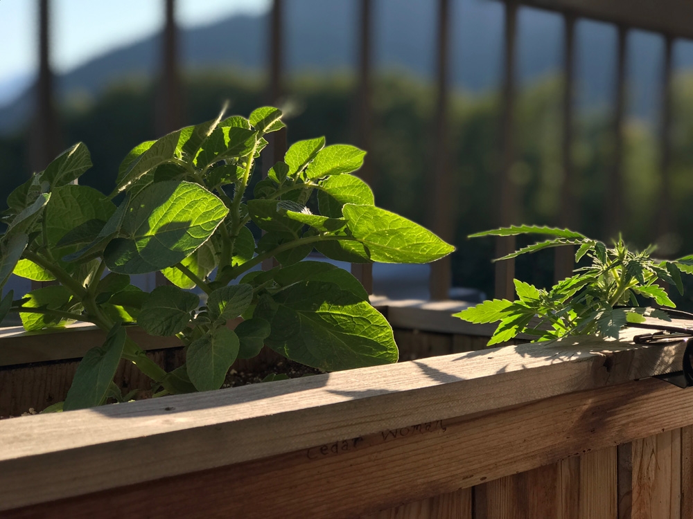 Garlic & Cannabis Garden