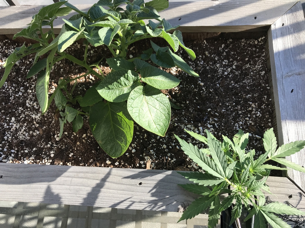 Garlic & Cannabis Garden