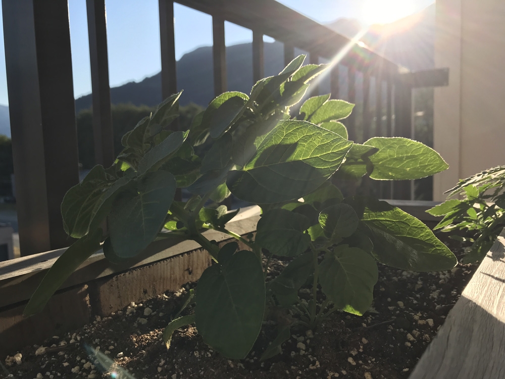 Garlic & Cannabis Garden