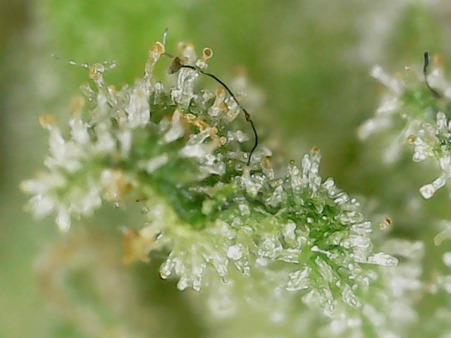 GB 7-30-24 F68 trichs (2).jpg