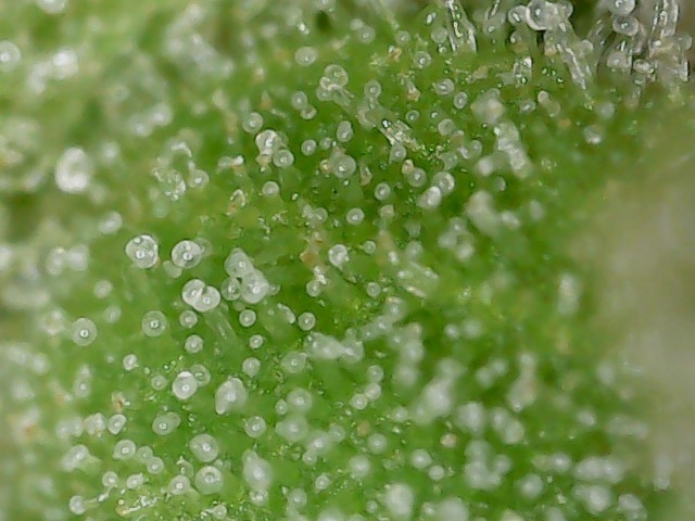 GB 8-3-24 F72 trichs (2).jpg