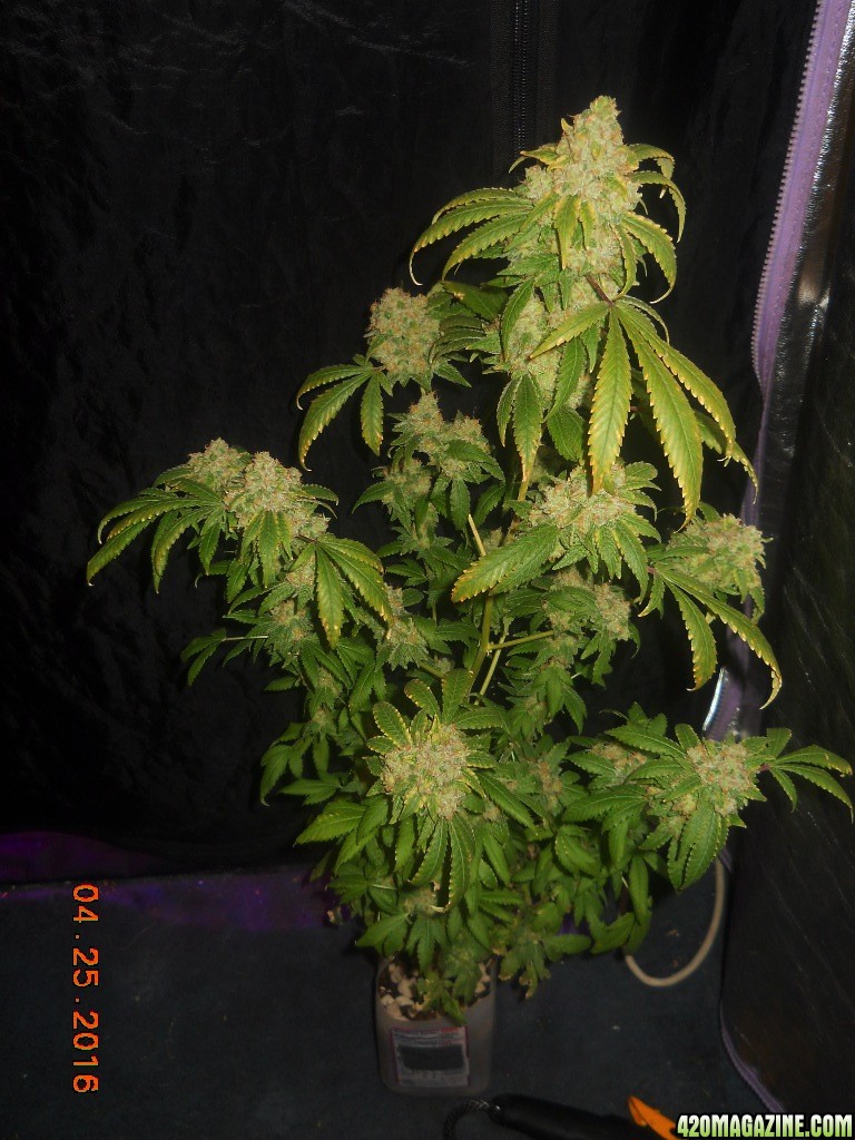 Gc wk8 day 56 chop