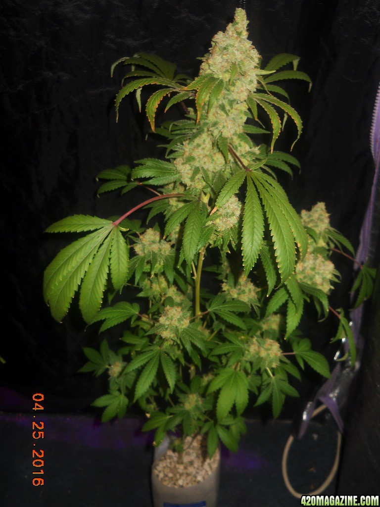 Gc wk8 day 56 chop