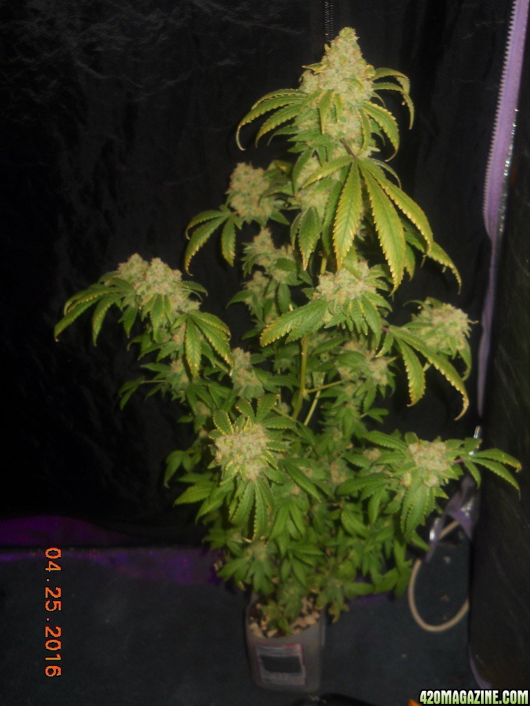 Gc wk8 day 56 chop