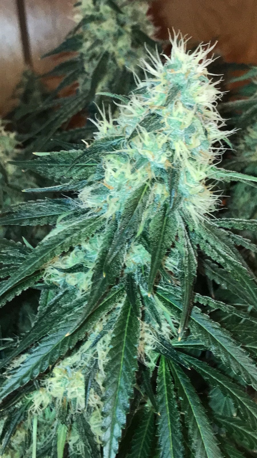 GDB bud1 12-14-22 F59.JPG