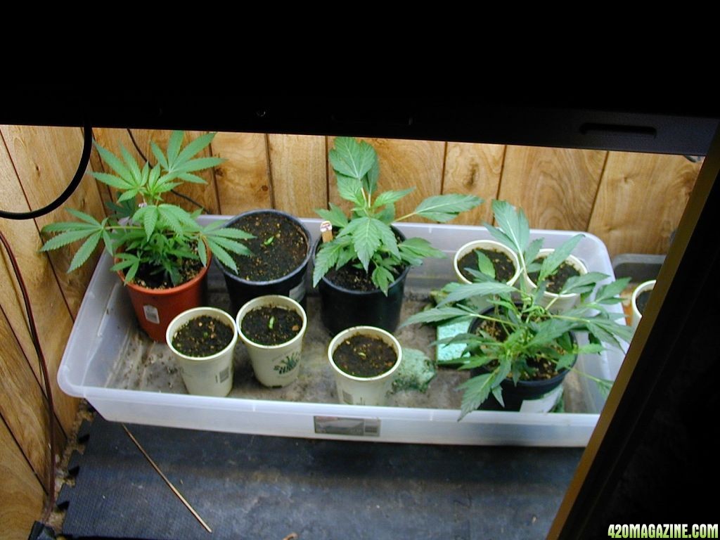 GDP and Blue Cheese Clones and Mothers