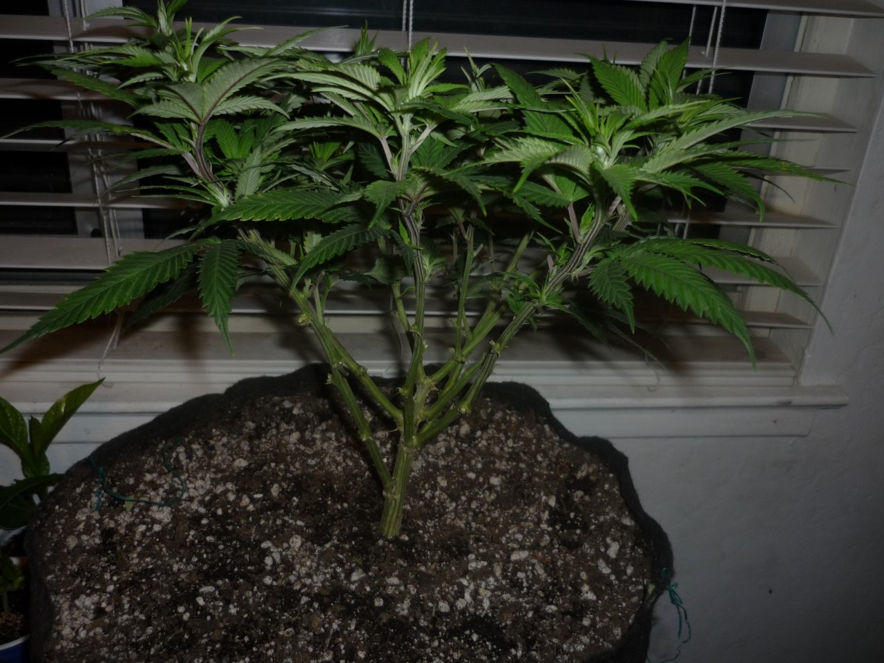 GDP Clone 10.10.20