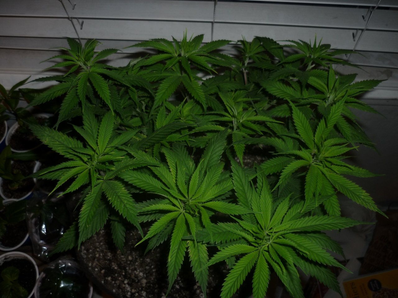 GDP Clone 10.10.20