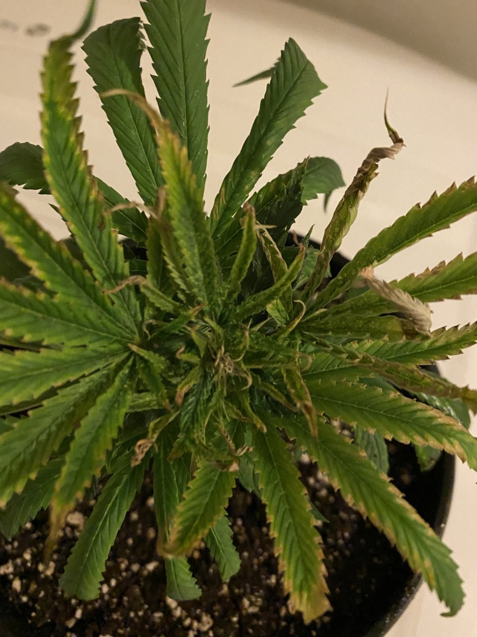 GDP Clone 9.3.20