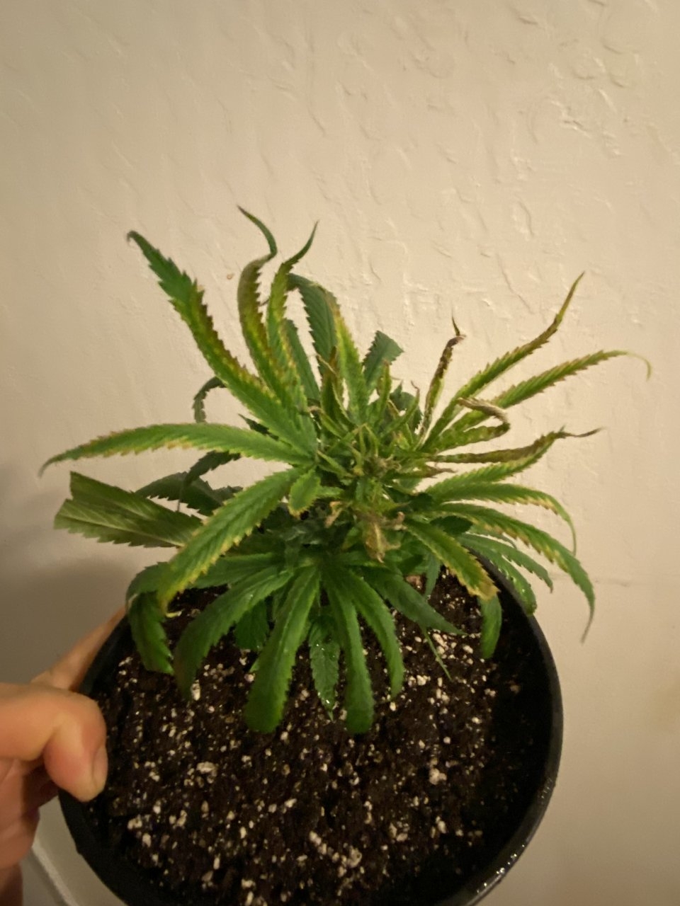 GDP Clone 9.3.20