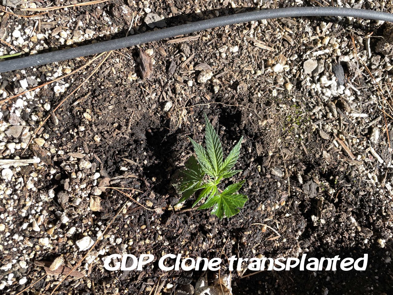 GDP clone1.jpg