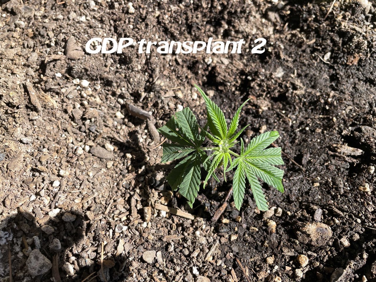 GDP clone2.jpg