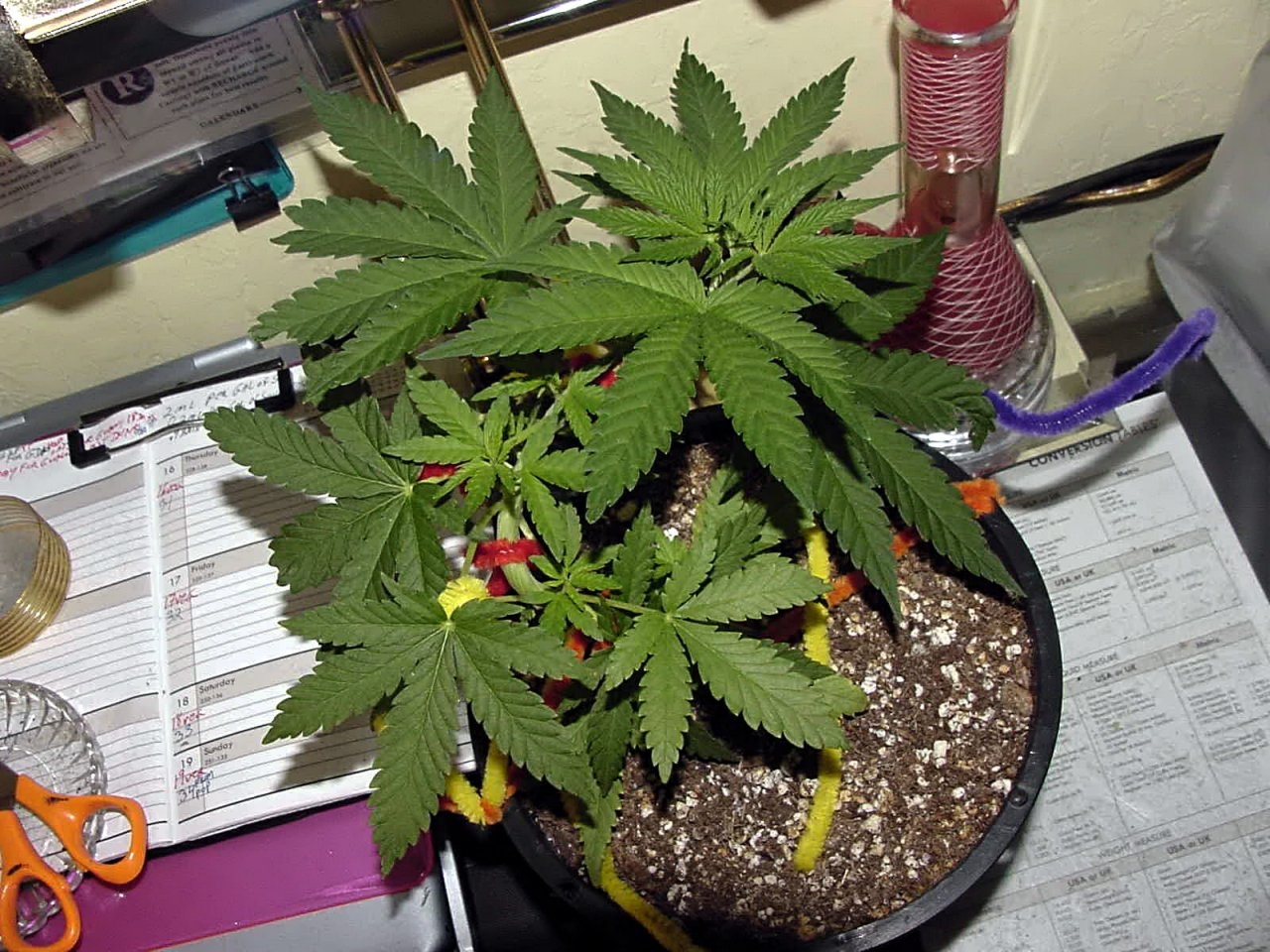 gdp_day12veg_27pop_9.jpg