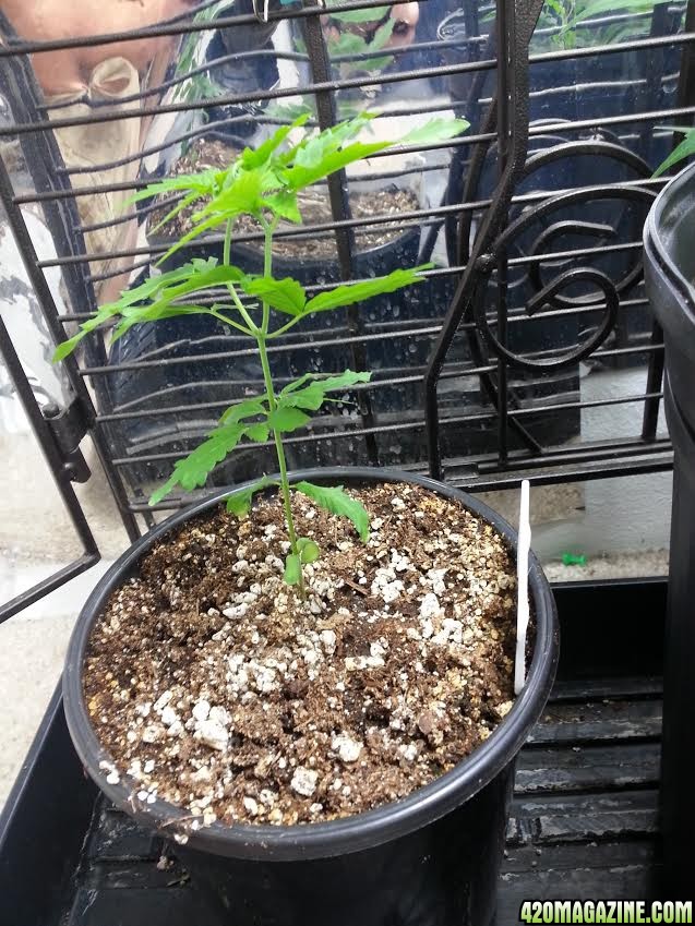 gdp_seedling