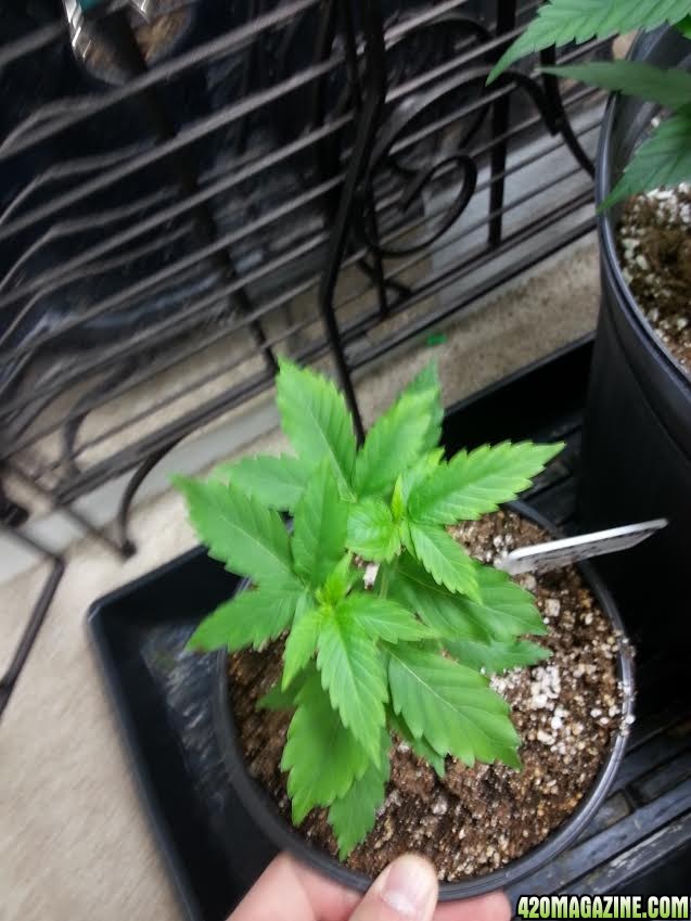 gdp_seedling_2