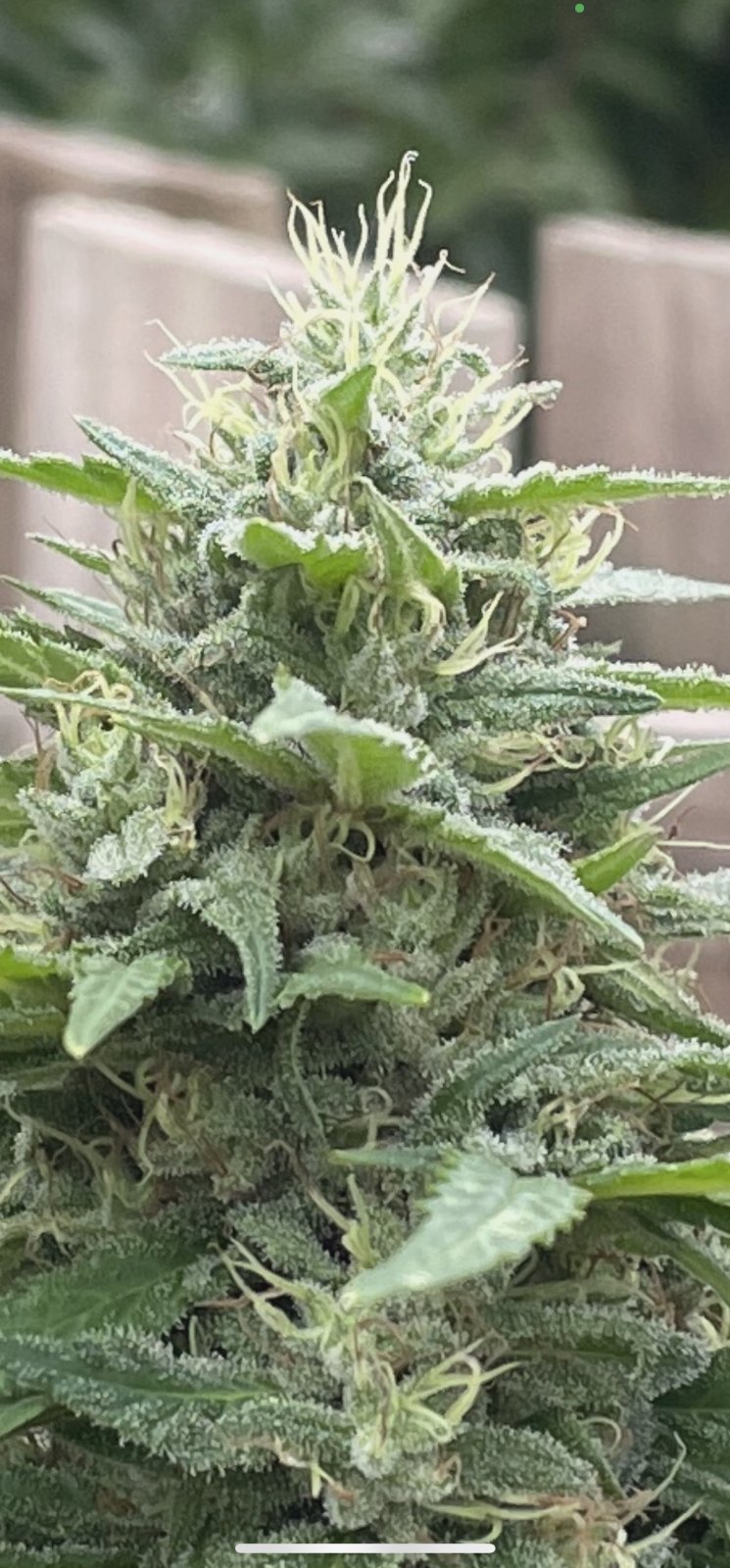 GDP_THC Bomb__10_06_2023_02.jpg